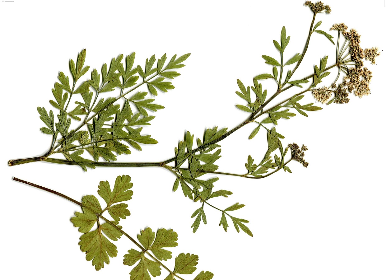 Oenanthe crocata (Apiaceae)